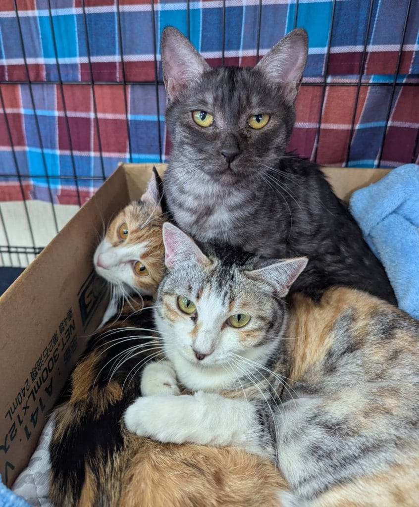 保護猫 里親募集中 三毛猫 スミレ フジ 黒猫 ポポ 大牟田市 譲渡会 保護猫情報 荒尾市 柳川市 南関町 長洲町 みやま市