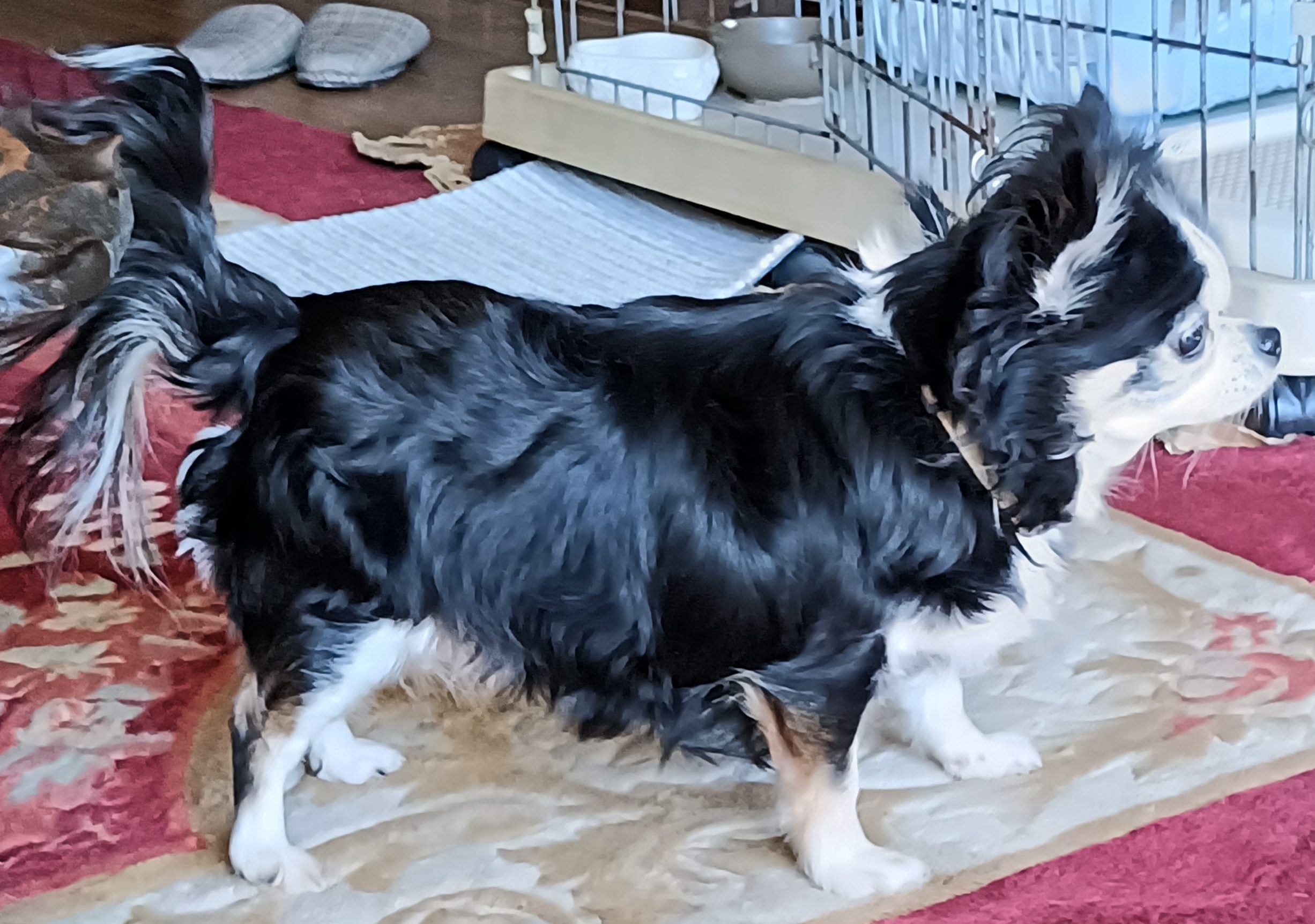 チワワ　黒　クロ　保護犬　里親募集　里親募集中　大牟田市　譲渡会　保護犬情報　荒尾市　柳川市　南関町　長洲町　みやま市