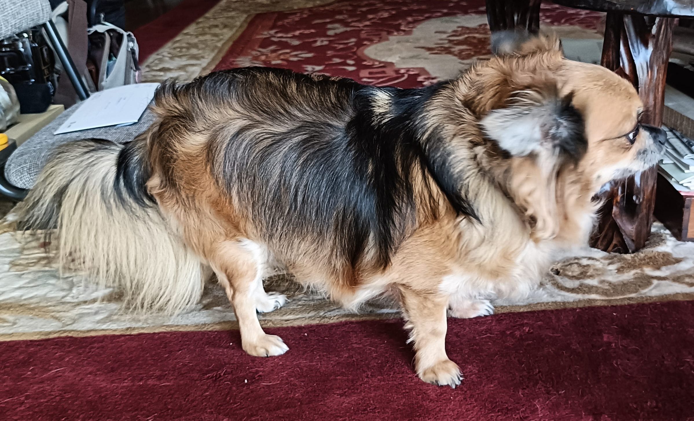 チワワ 茶 チビ 保護犬 里親募集 里親募集中 大牟田市 譲渡会 保護犬情報 荒尾市 柳川市 南関町 長洲町 みやま市