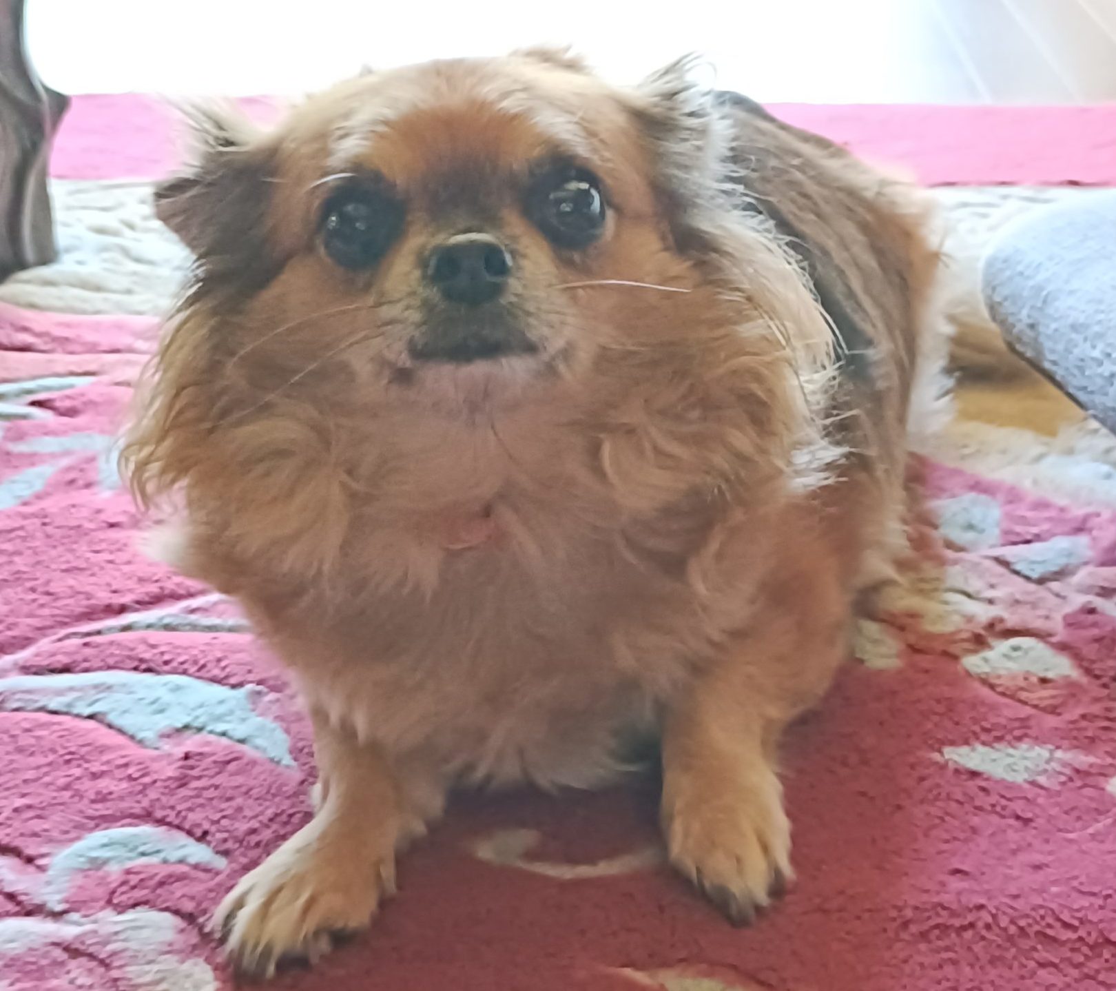 チワワ 茶 チビ 保護犬 里親募集 里親募集中 大牟田市 譲渡会 保護犬情報 荒尾市 柳川市 南関町 長洲町 みやま市