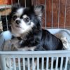 チビちゃん　チワワ・黒／白(女の子)　里親募集中  平成３０年生まれ