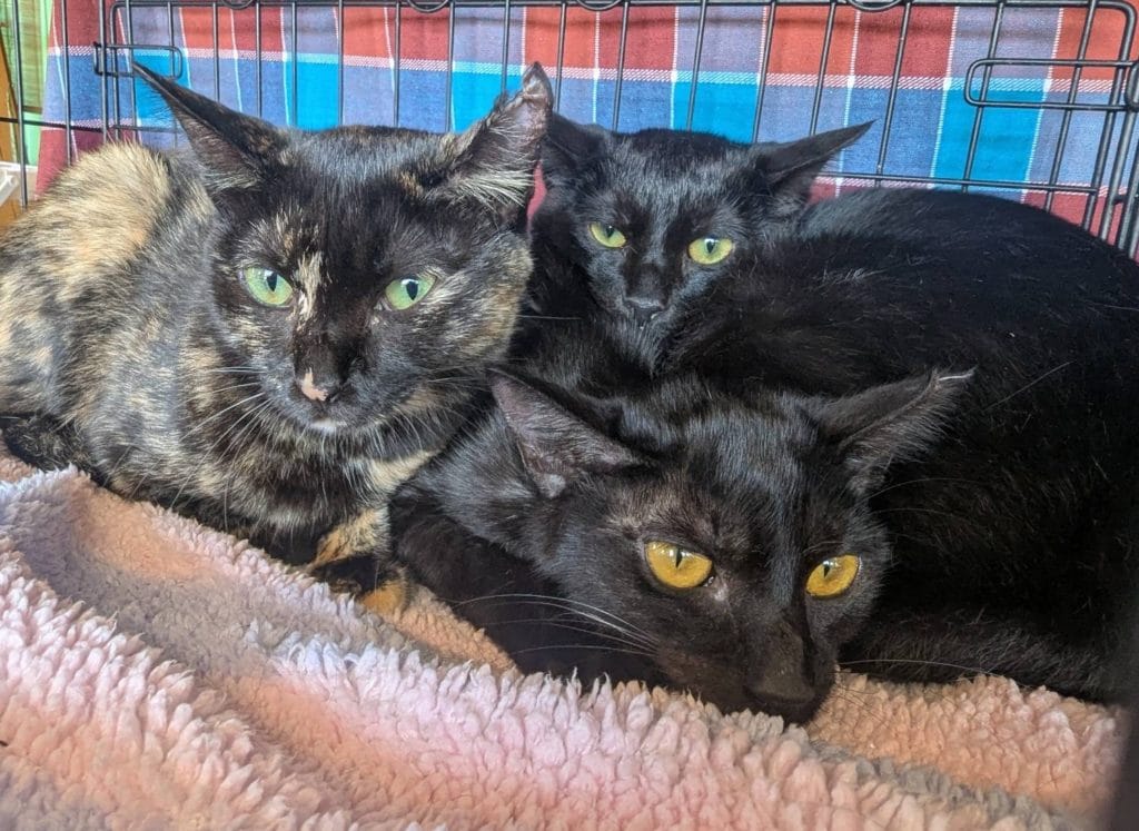 保護猫 保護犬 譲渡会 福岡県 大牟田市 里親募集中 車検のコバック 大牟田三川店 仲野装業 みやま市 柳川市 熊本県 荒尾市 玉名市 南関町 長洲町 サビ猫 黒猫 兄弟