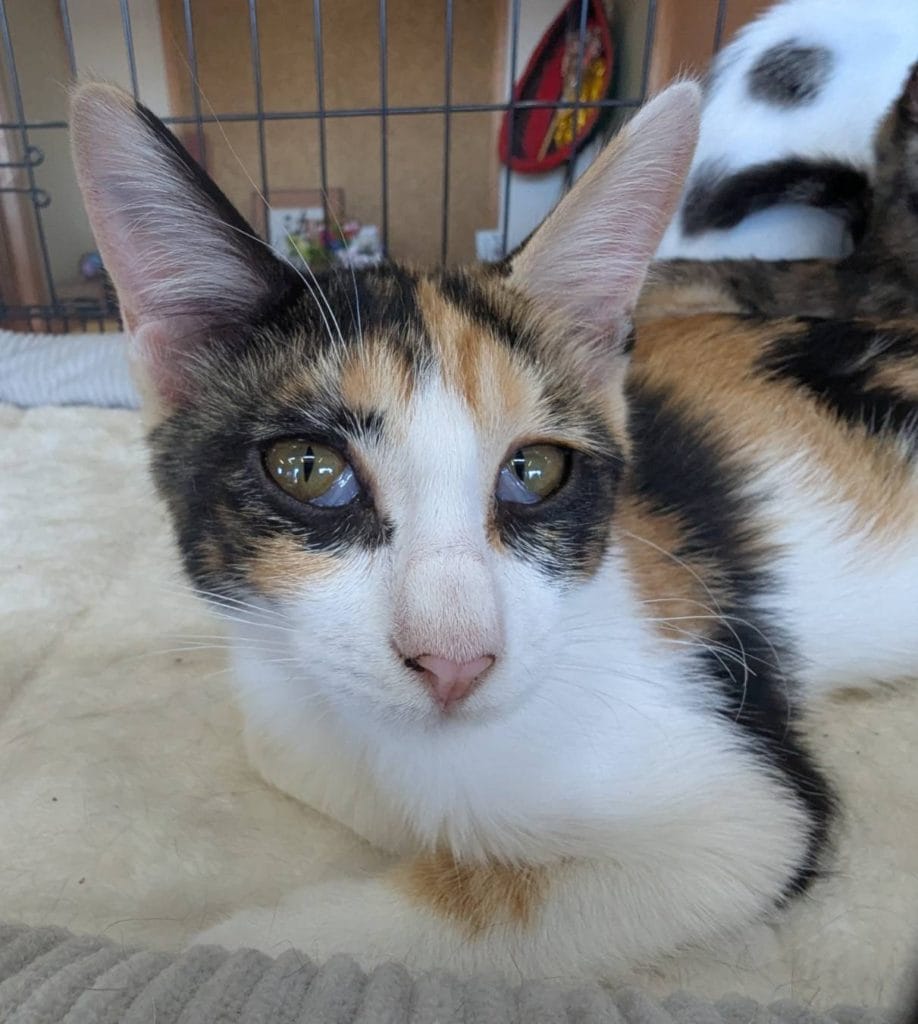 保護猫 保護犬 譲渡会 福岡県 大牟田市 里親募集中 車検のコバック 大牟田三川店 仲野装業 みやま市 柳川市 熊本県 荒尾市 玉名市 南関町 長洲町 三毛猫