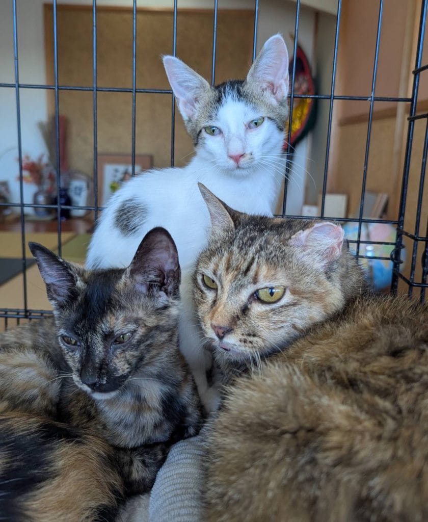 保護猫 保護犬 譲渡会 福岡県 大牟田市 里親募集中 車検のコバック 大牟田三川店 仲野装業 みやま市 柳川市 熊本県 荒尾市 玉名市 南関町 長洲町 サビ猫