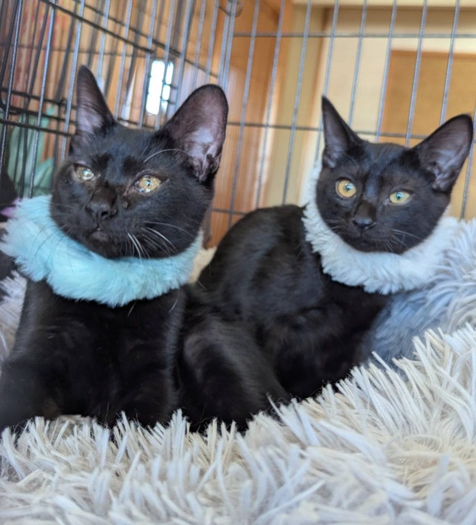 保護猫 保護犬 譲渡会 福岡県 大牟田市 里親募集中 車検のコバック 大牟田三川店 仲野装業 みやま市 柳川市 熊本県 荒尾市 玉名市 南関町 長洲町 黒猫