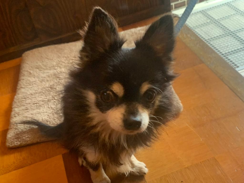 保護猫 保護犬 譲渡会 福岡県 大牟田市 里親募集中 車検のコバック 大牟田三川店 仲野装業 みやま市 柳川市 熊本県 荒尾市 玉名市 南関町 長洲町 チワワ 保護犬