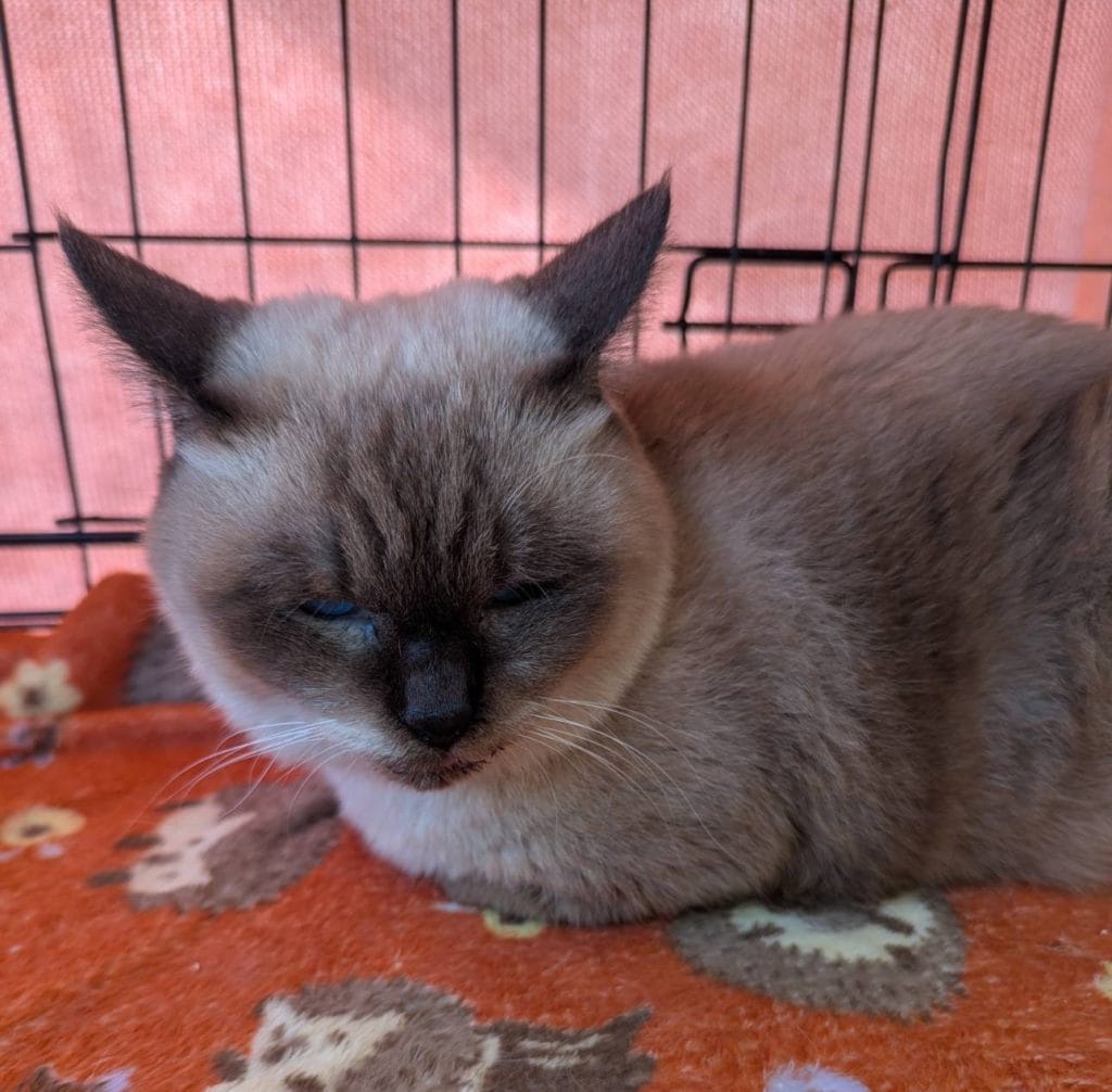 保護猫 保護犬 譲渡会 福岡県 大牟田市 里親募集中 車検のコバック 大牟田三川店 仲野装業 みやま市 柳川市 熊本県 荒尾市 玉名市 南関町 長洲町