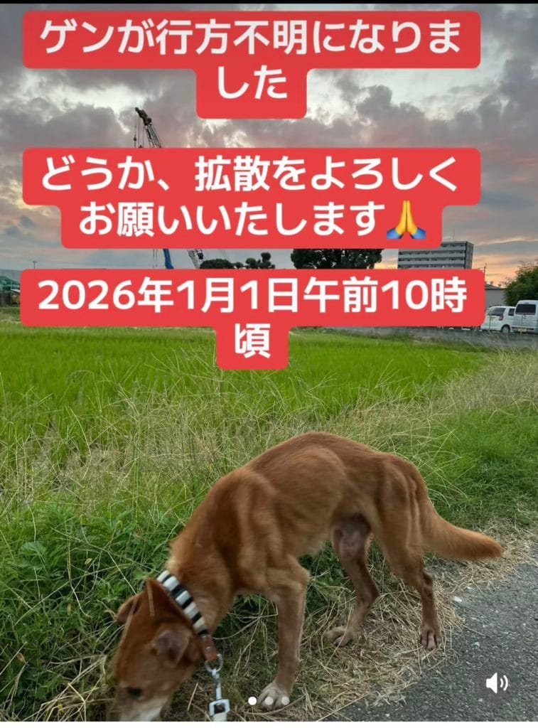 熊本県 玉名市 草枕山荘キャンプ場 迷子犬 ゲン 保健所 中型犬