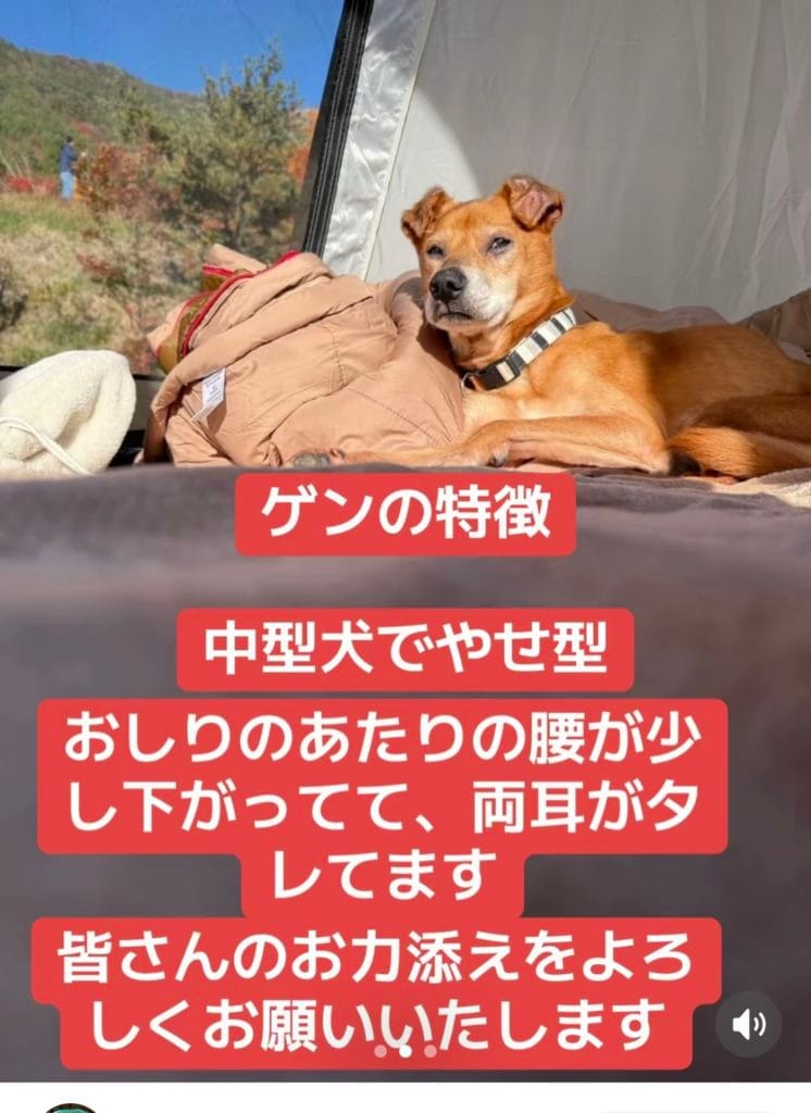 熊本県 玉名市 草枕山荘キャンプ場 迷子犬 ゲン 保健所 中型犬