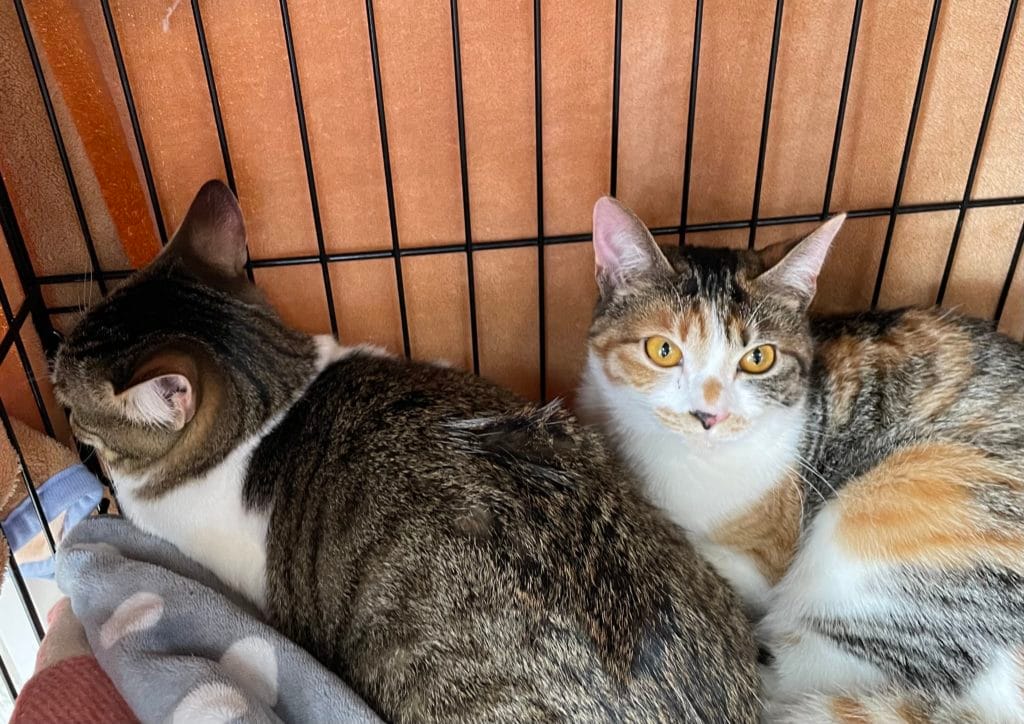 保護猫 保護犬 譲渡会 報告 福岡県 大牟田市 里親募集中 上内ガソリンスタンド 長洲 四王子神社 みやま市 柳川市 熊本県 荒尾市 玉名市 南関町 長洲町