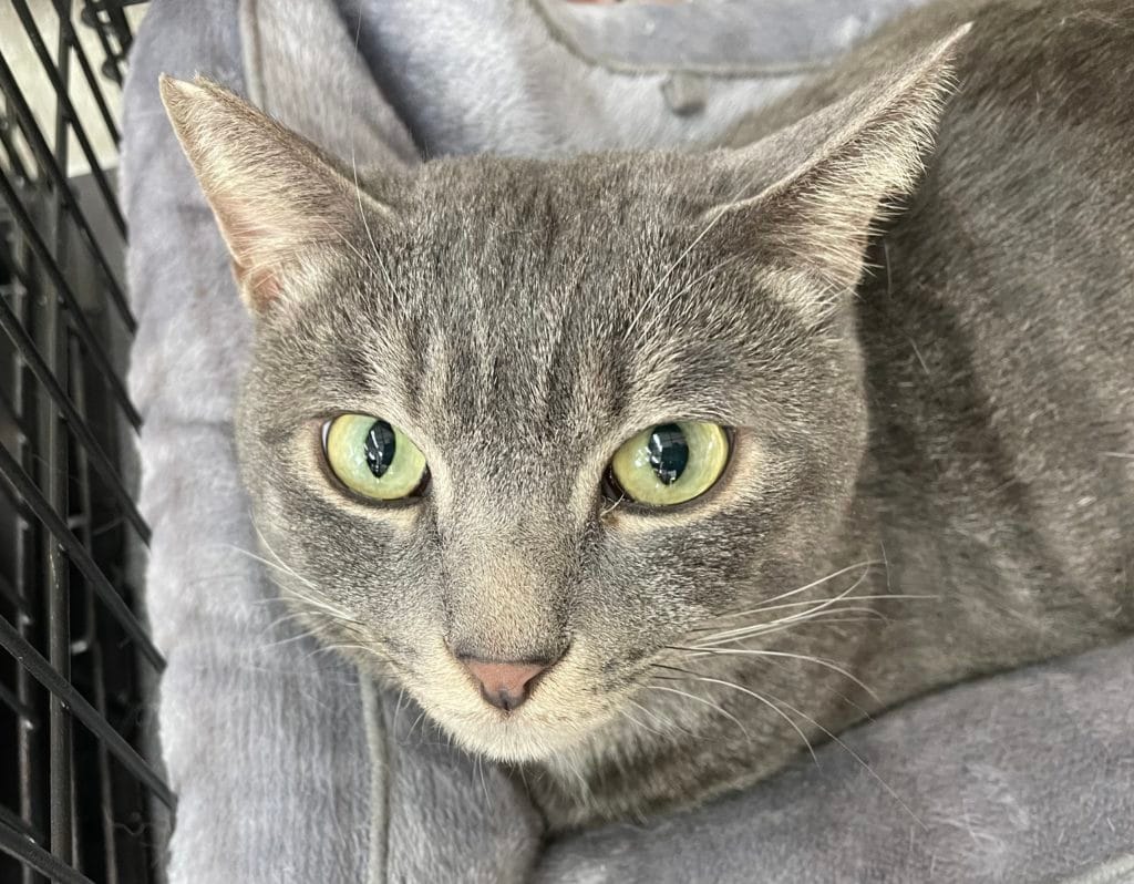 保護猫 保護犬 譲渡会 報告 福岡県 大牟田市 里親募集中 上内ガソリンスタンド 長洲 四王子神社 みやま市 柳川市 熊本県 荒尾市 玉名市 南関町 長洲町