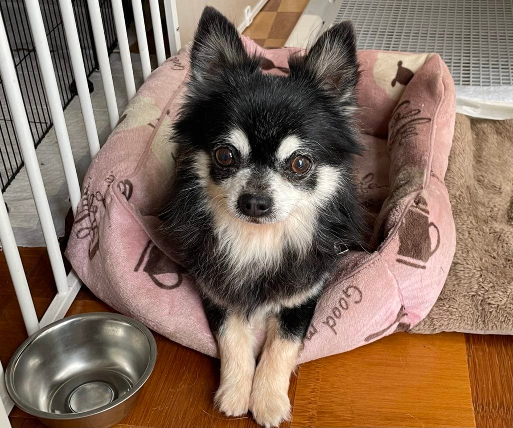 保護猫 保護犬 譲渡会 報告 福岡県 大牟田市 里親募集中 上内ガソリンスタンド 長洲 四王子神社 みやま市 柳川市 熊本県 荒尾市 玉名市 南関町 長洲町