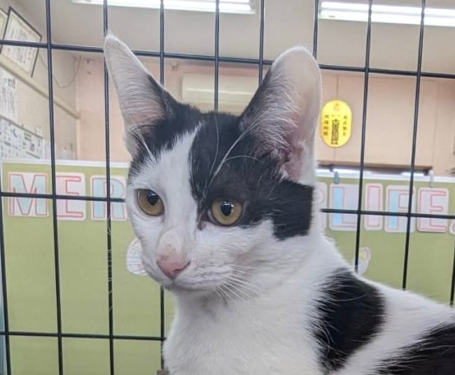 保護猫 保護犬 譲渡会 福岡県 大牟田市 里親募集中 車検のコバック 大牟田三川店 仲野装業 みやま市 柳川市 熊本県 荒尾市 玉名市 南関町 長洲町