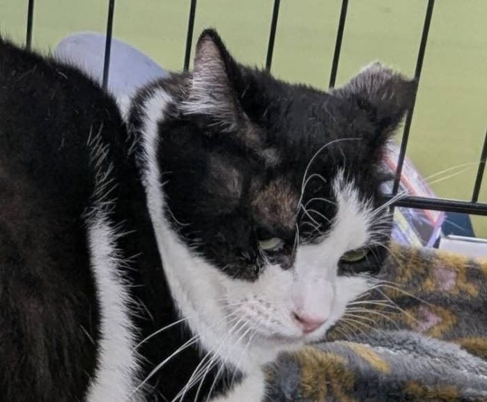 保護猫 保護犬 譲渡会 福岡県 大牟田市 里親募集中 車検のコバック 大牟田三川店 仲野装業 みやま市 柳川市 熊本県 荒尾市 玉名市 南関町 長洲町