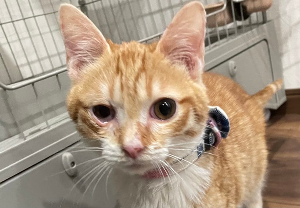 保護猫 保護犬 譲渡会 福岡県 大牟田市 里親募集中 車検のコバック 大牟田三川店 仲野装業 みやま市 柳川市 熊本県 荒尾市 玉名市 南関町 長洲町