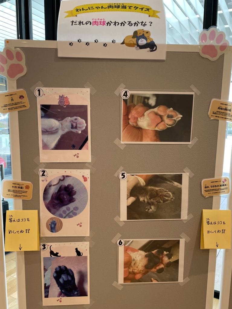 保護猫 保護犬 譲渡会 福岡県 大牟田市 里親募集中 9回ワンヘルス楽校 みやま市 柳川市 熊本県 荒尾市 玉名市 南関町 長洲町 ミヤマックス