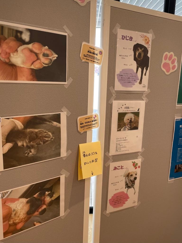 保護猫 保護犬 譲渡会 福岡県 大牟田市 里親募集中 9回ワンヘルス楽校 みやま市 柳川市 熊本県 荒尾市 玉名市 南関町 長洲町 ミヤマックス