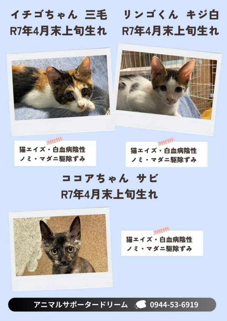 保護猫　保護犬　譲渡会　福岡県　大牟田市 里親募集中　上内ガソリンスタンド　長洲　四王子神社　みやま市 柳川市 熊本県 荒尾市 玉名市 南関町 長洲町　ミヤマックス　ワンへルス楽校