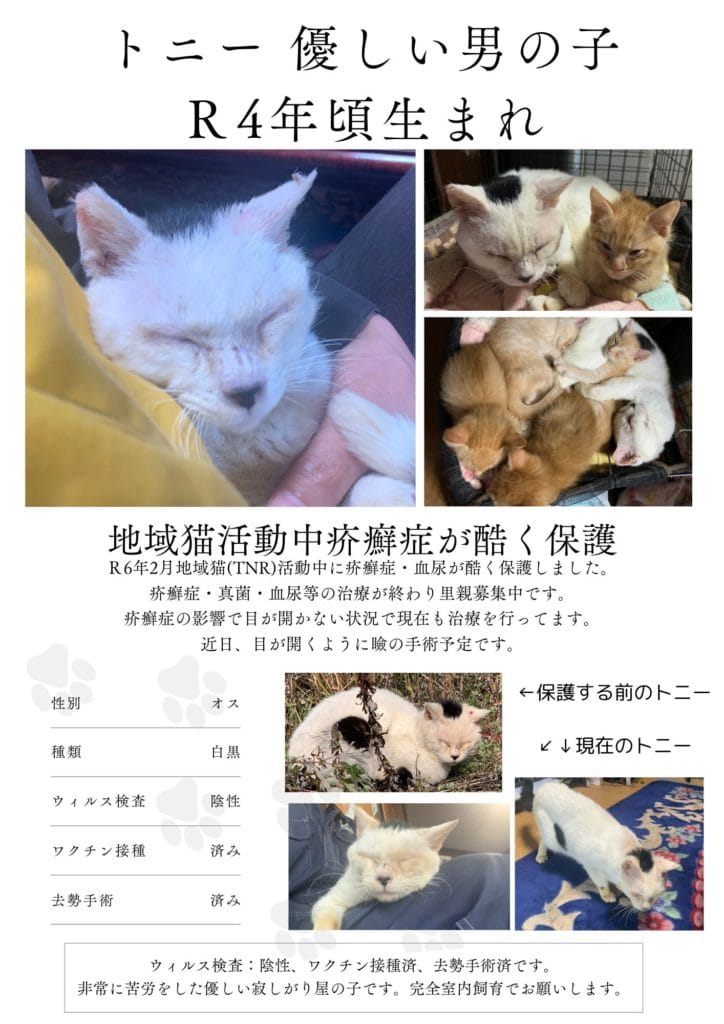 保護猫　保護犬　譲渡会　福岡県　大牟田市 里親募集中　上内ガソリンスタンド　長洲　四王子神社　みやま市 柳川市 熊本県 荒尾市 玉名市 南関町 長洲町　ミヤマックス　ワンへルス楽校