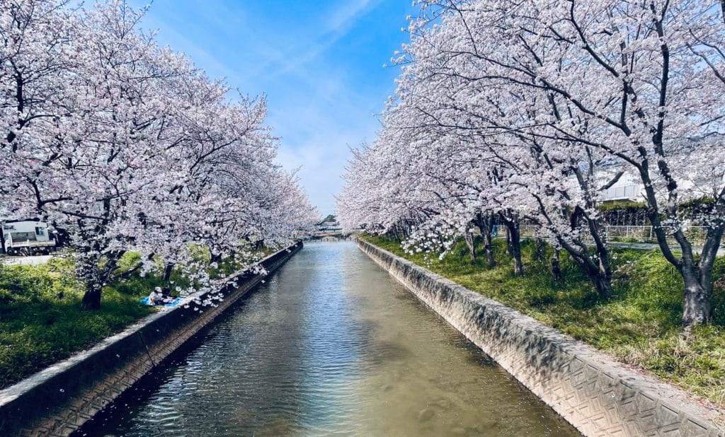 地域猫 TNR 福岡県 大牟田市 保護猫 仔猫 荒尾市 みやま市 柳川市 南関町 長洲町 玉名郡 諏訪公園 堂面川 桜 さくら 食事 フード ご支援 ご寄付